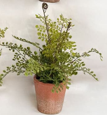 Potting Shed Fern, Style Options