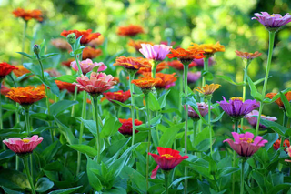 Flower Cutting Garden Gift Box