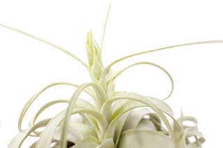 Live Plant- Airplant Large Tillandsia Xerographica