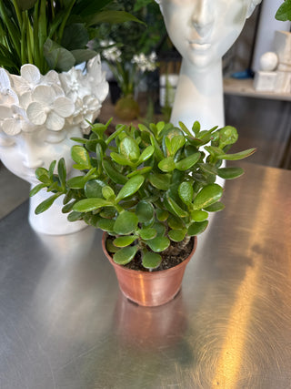 Live Plants- Jade Plant