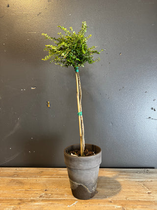 Live Plant- Boxwood Honeysuckle Topiary 5" Pot