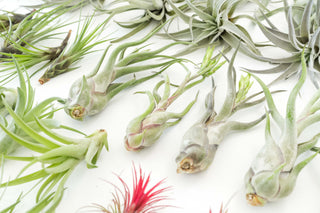 Live Plant- 6 Assorted Tillandsia Air Plants