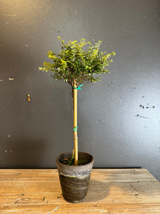 Live Plant- Boxwood Honeysuckle Topiary 4" Pot