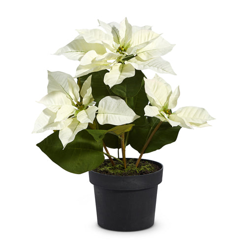 17" Potted Classic White Poinsettia