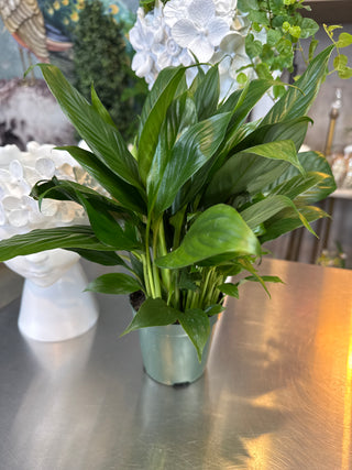 live peace lily plant Live Plant- Peace Lily