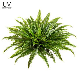 Large 26" UV Protected Boston Fern