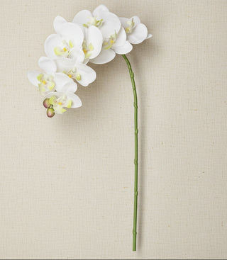 White Phalaenopsis Orchid Stem