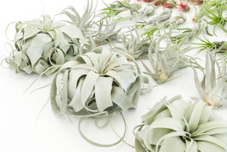 Live Plant- 6 Assorted Tillandsia Air Plants