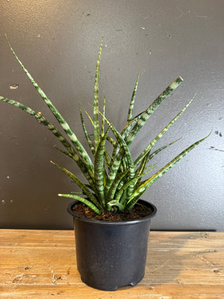 Live Plant- Fernwood Mikado Snake Plant