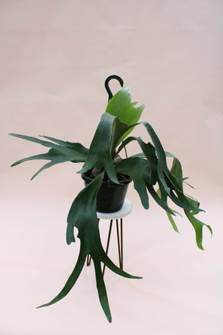 Live Plant-Staghorn 8" Hanging Basket