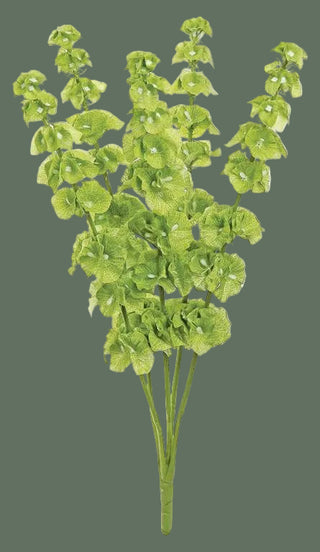 23" Bells of Ireland Bush