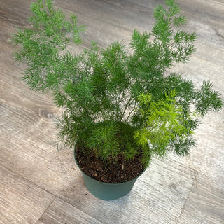 Live Plant- Ming Fern