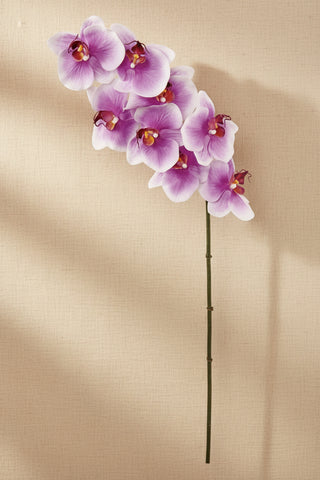 Phalaenopsis Pink Orchid Stem