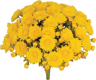 Yellow Mum Bush w/ 33 Blooms & 66 Buds UV