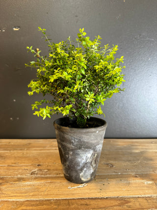Live Plant- Boxwood Honeysuckle Plant 4" Pot