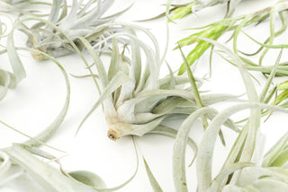 Live Plant- 6 Assorted Tillandsia Air Plants