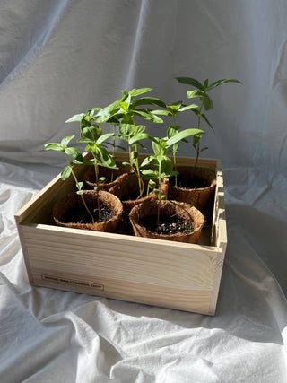 Flower Cutting Garden Gift Box