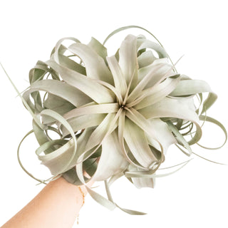 Live Plant- Jumbo Airplant Tillandsia Xerographica
