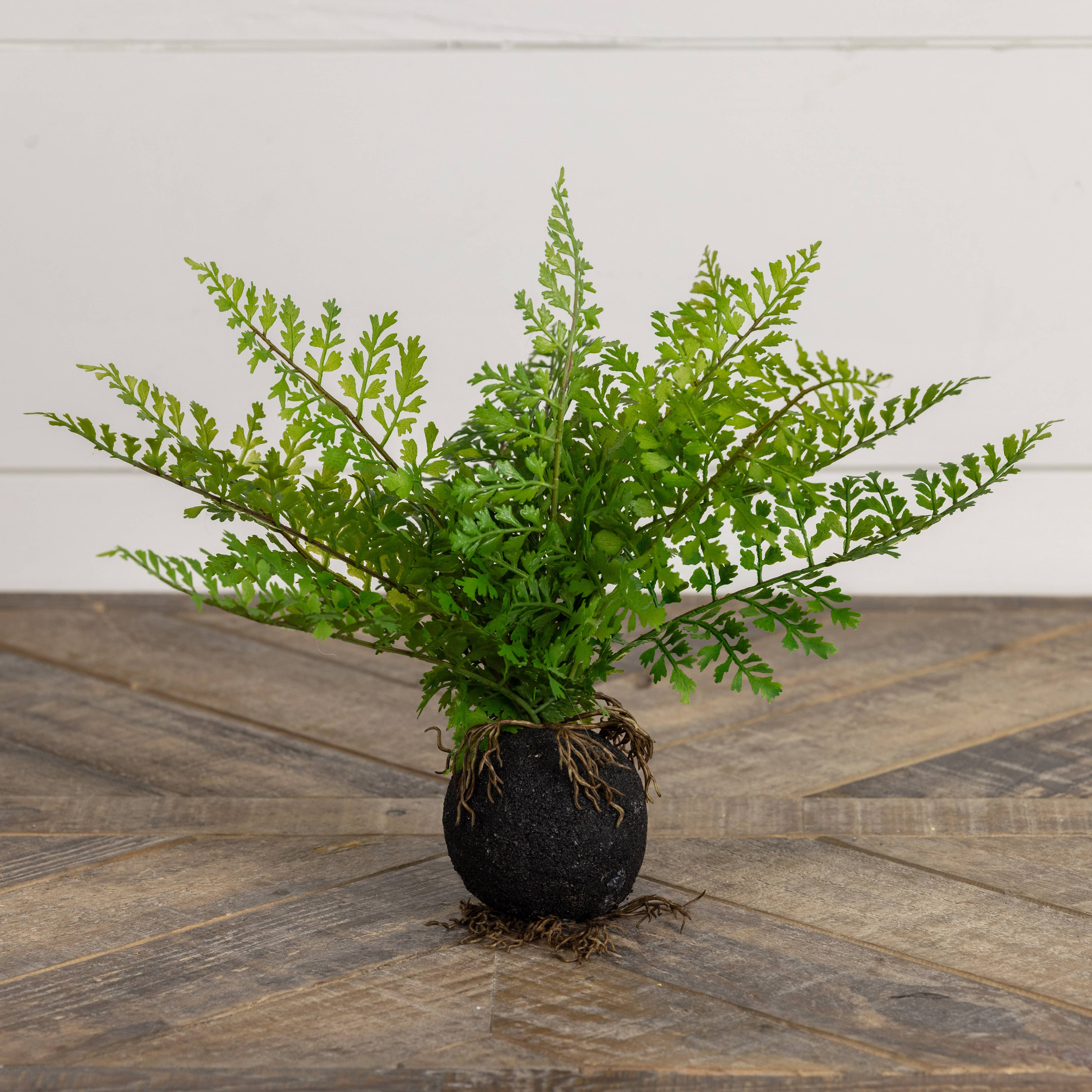 10" FERN W/ ROOTED BALL