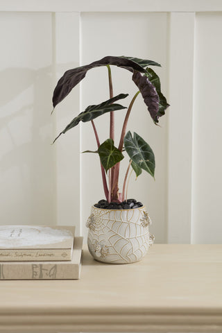 House Spider Pot