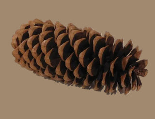 Large Sugar Pine Pinecone