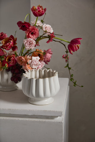 Tulipa Compote