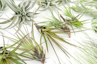 Live Plant- 6 Assorted Tillandsia Air Plants