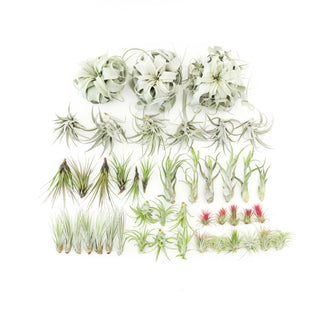 Live Plant- 6 Assorted Tillandsia Air Plants