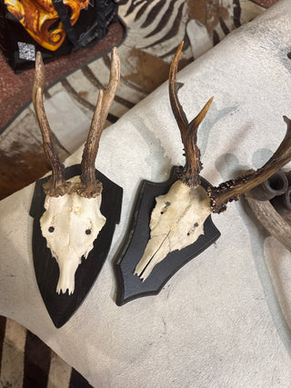 Pre order Antler mount