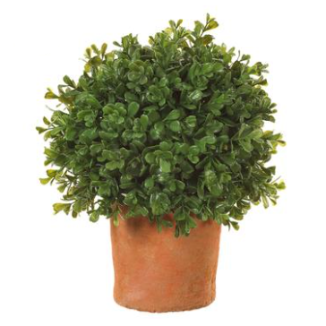 12" Boxwood Ball in Clay Pot