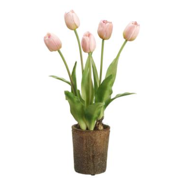 15.5" Tulip With Bulb in Cement Pot