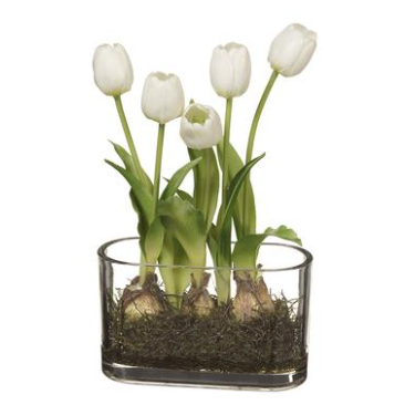 13" Tulip in Glass Vase With Bulb, White