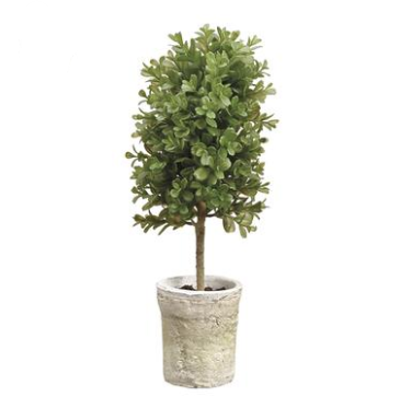 16" Boxwood Topiary in Clay Pot