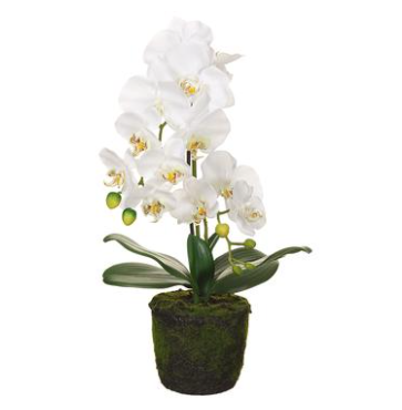 19" Phalaenopsis Orchid Plant