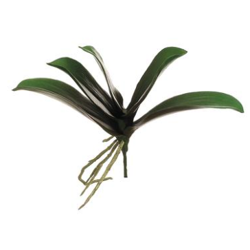 Phalaenopsis Orchid Leaf Plant, Size Options