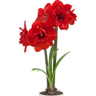 Amaryllis Double King