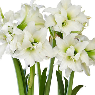 Amaryllis White Candle