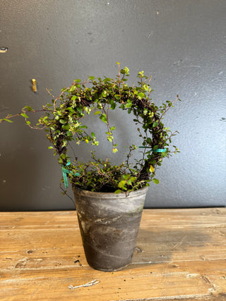 Angel Vine Topiary 5" Ring