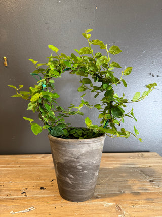 Live Plant- Creeping Fig Topiary Small Ring