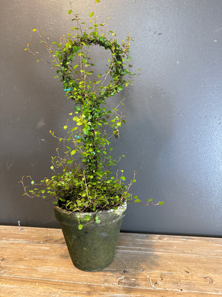 Angel Vine Topiary Lollypop