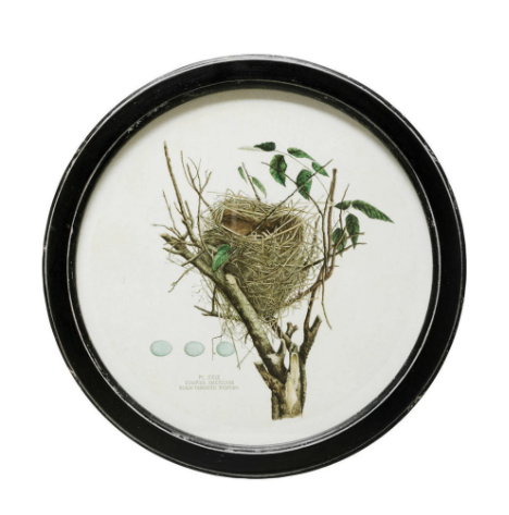 Framed Wall Decor with Nest Print, Style Options