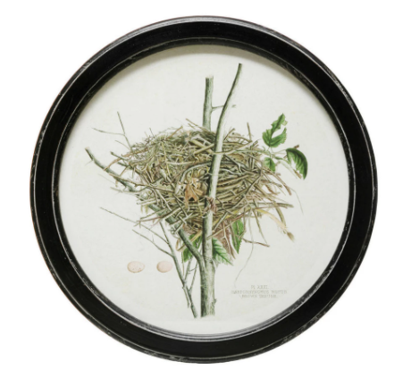 Framed Wall Decor with Nest Print, Style Options