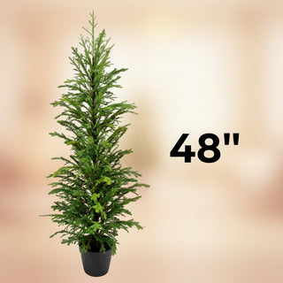 Norfolk Pine Tree in Pot, 2 Size Options