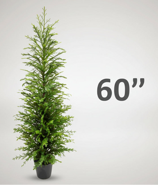 Norfolk Pine Tree in Pot, 2 Size Options