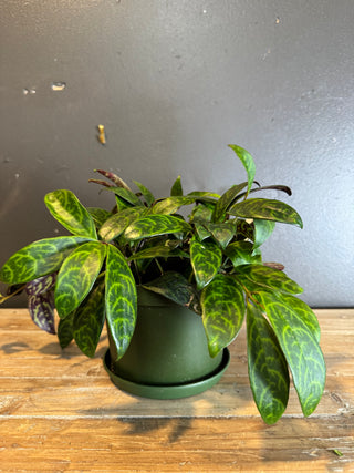 Live Plant- Zebra Vine