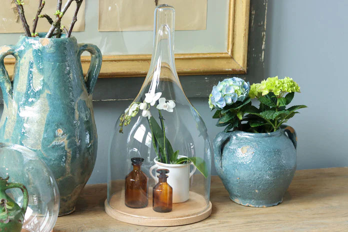 Glass Bell Jar with Wood Base, Style Options