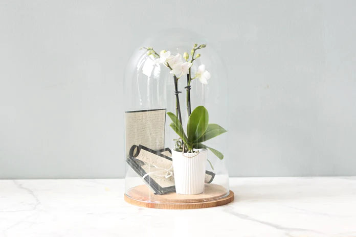 Glass Bell Jar with Wood Base, Style Options