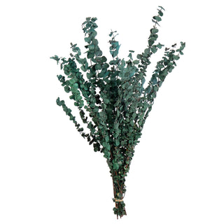 Eucalyptus Satin Green