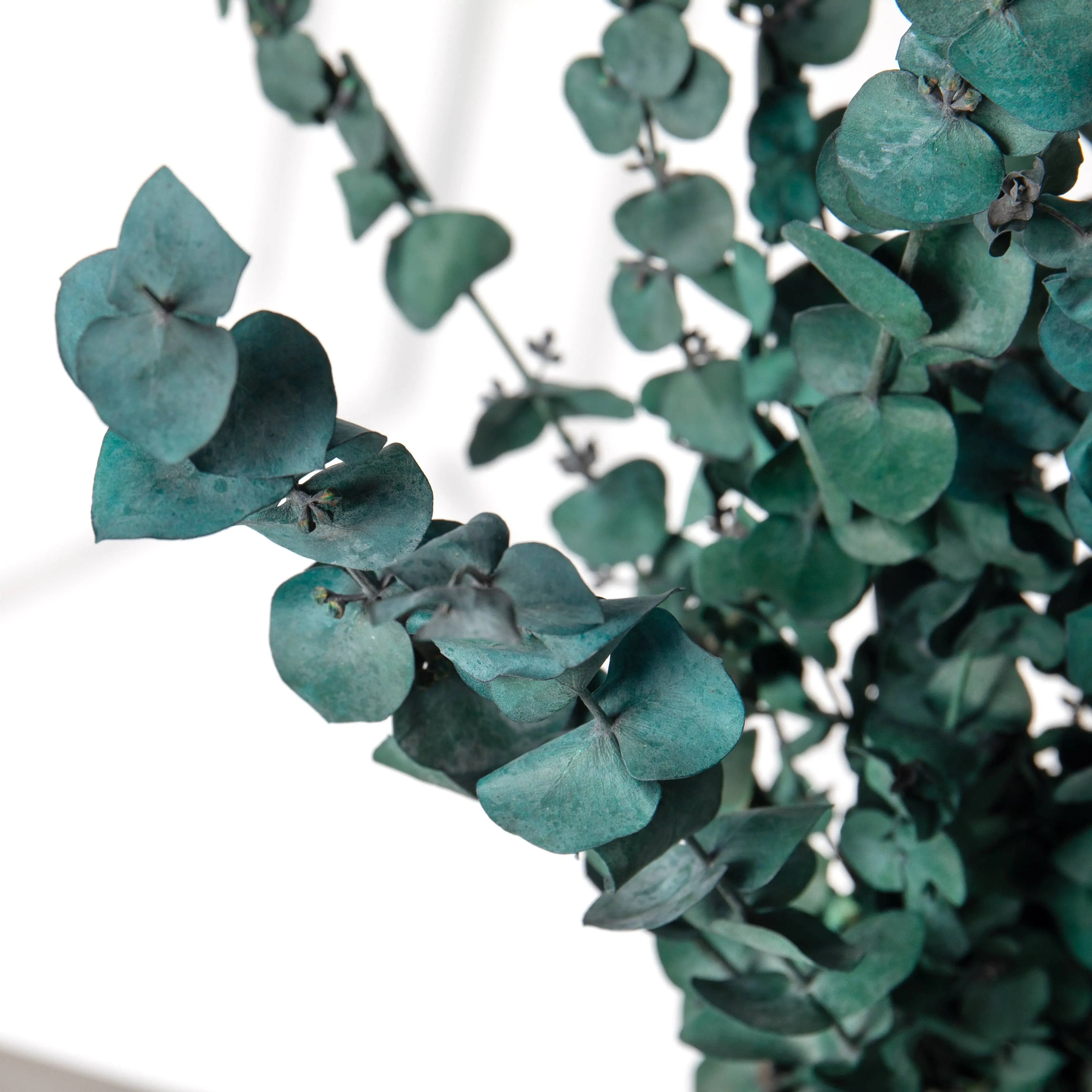 Eucalyptus Satin Green