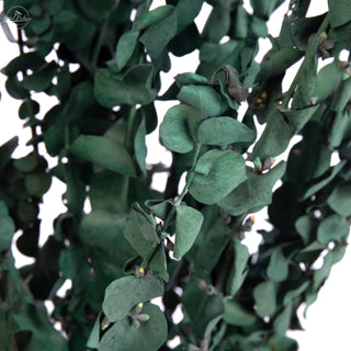 Eucalyptus Satin Green
